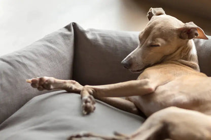 Cozy Paws Calming Dog Bed